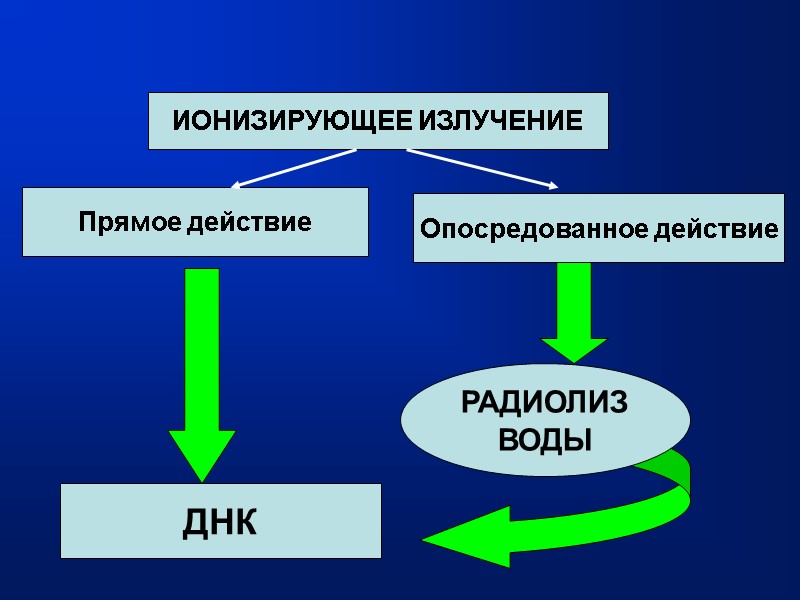 ИОНИЗИРУЮЩЕЕ ИЗЛУЧЕНИЕ Прямое действие Опосредованное действие ДНК РАДИОЛИЗ ВОДЫ